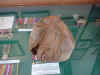 Ball.jpg (90327 bytes)