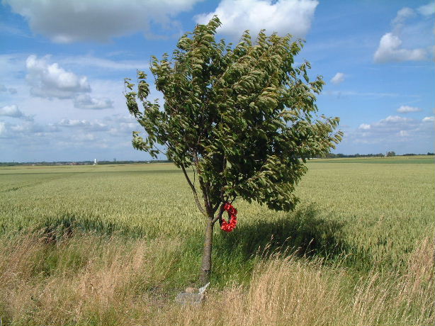 Lone Tree