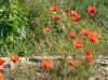 poppiesG2006.JPG (190796 bytes)
